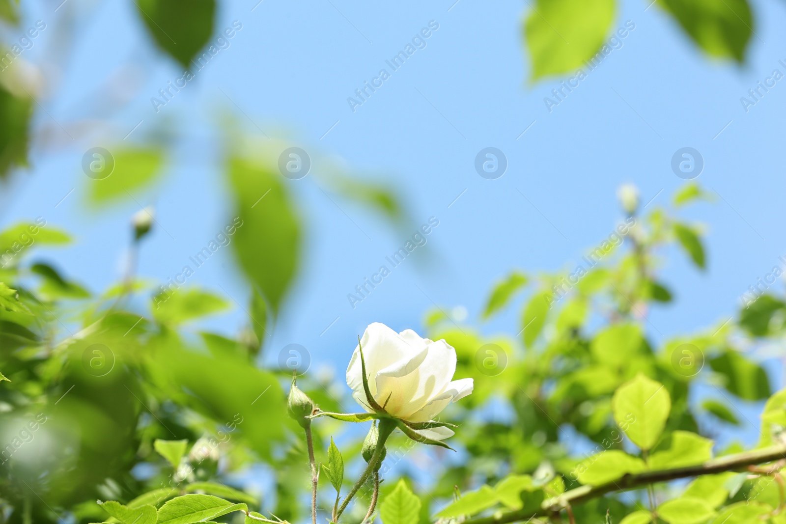 Photo of Green shrub with beautiful blooming rose in garden on sunny day. Spring flowers