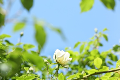 Photo of Green shrub with beautiful blooming rose in garden on sunny day. Spring flowers