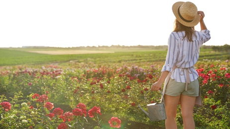 Woman with watering can near rose bushes outdoors. Gardening tool