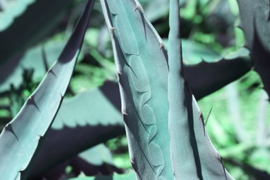 Photo of Closeup view of beautiful Agave leaves. Exotic plant