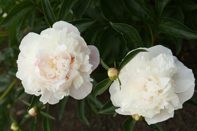 Photo of Beautiful blooming white peonies growing in garden, closeup