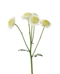 Photo of Beautiful fresh tender chrysanthemum isolated on white