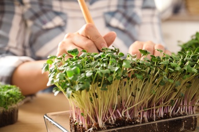 Woman taking care of microgreen at wooden table, closeup