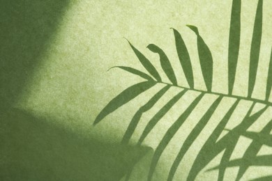 Shadow of houseplant on light green background