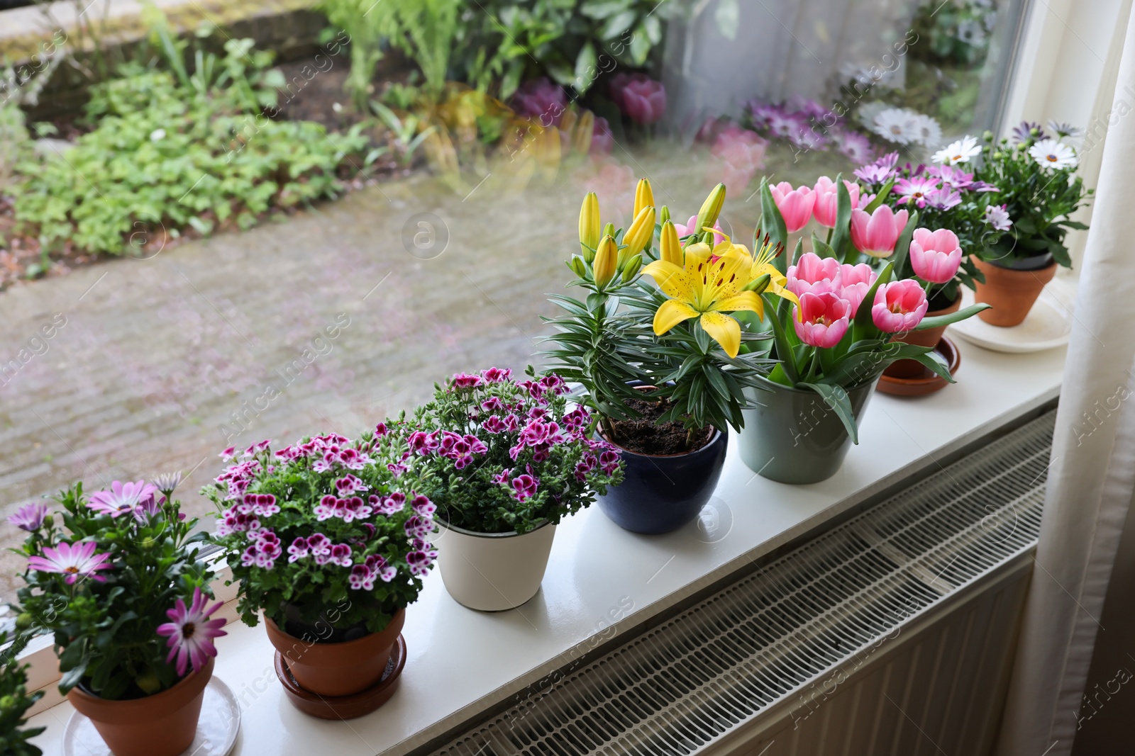 Photo of Many beautiful blooming potted plants on windowsill indoors