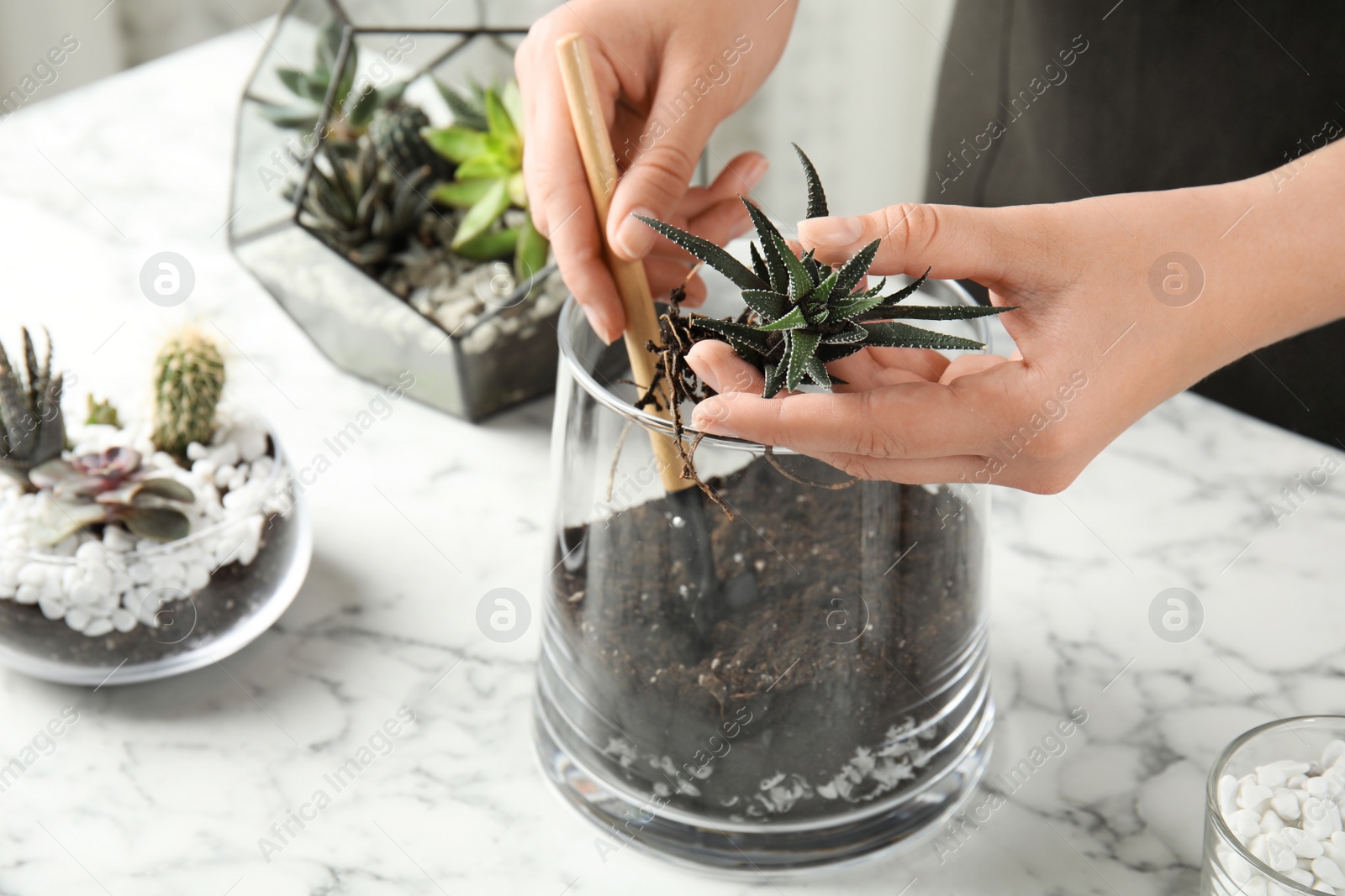 Photo of Woman making florarium of different succulents at table, closeup