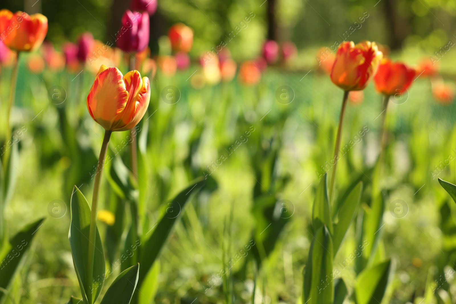 Photo of Beautiful bright tulips growing outdoors on sunny day