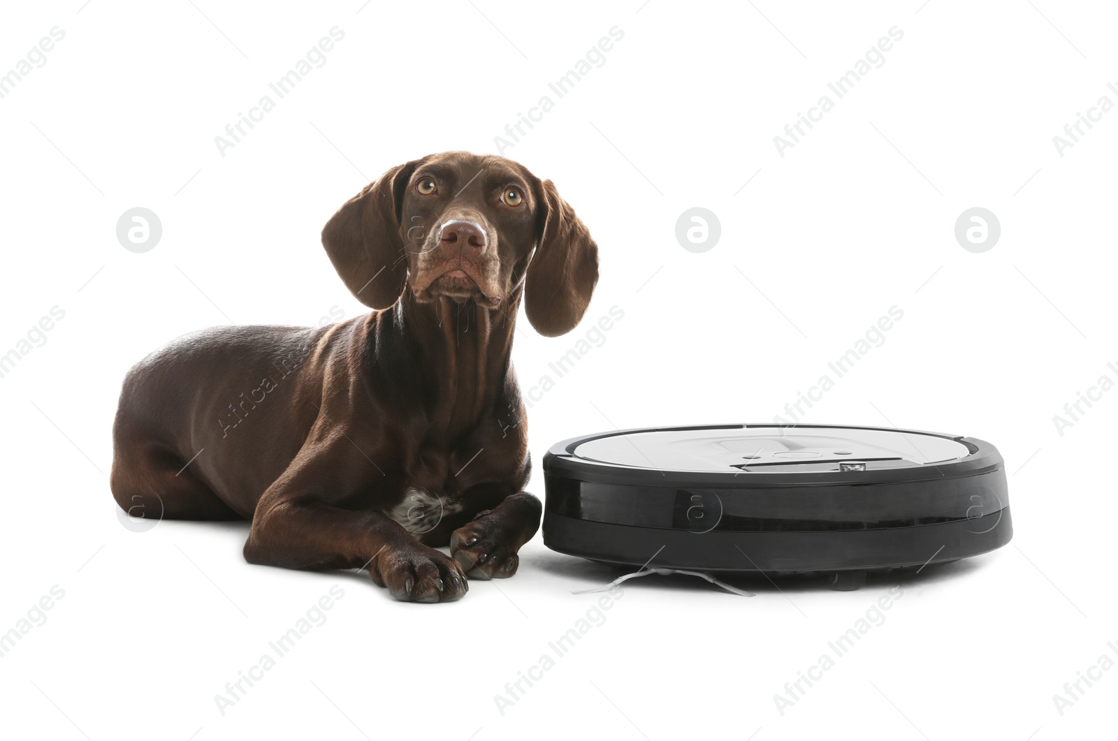 Photo of Modern robotic vacuum cleaner and German Shorthaired Pointer dog on white background