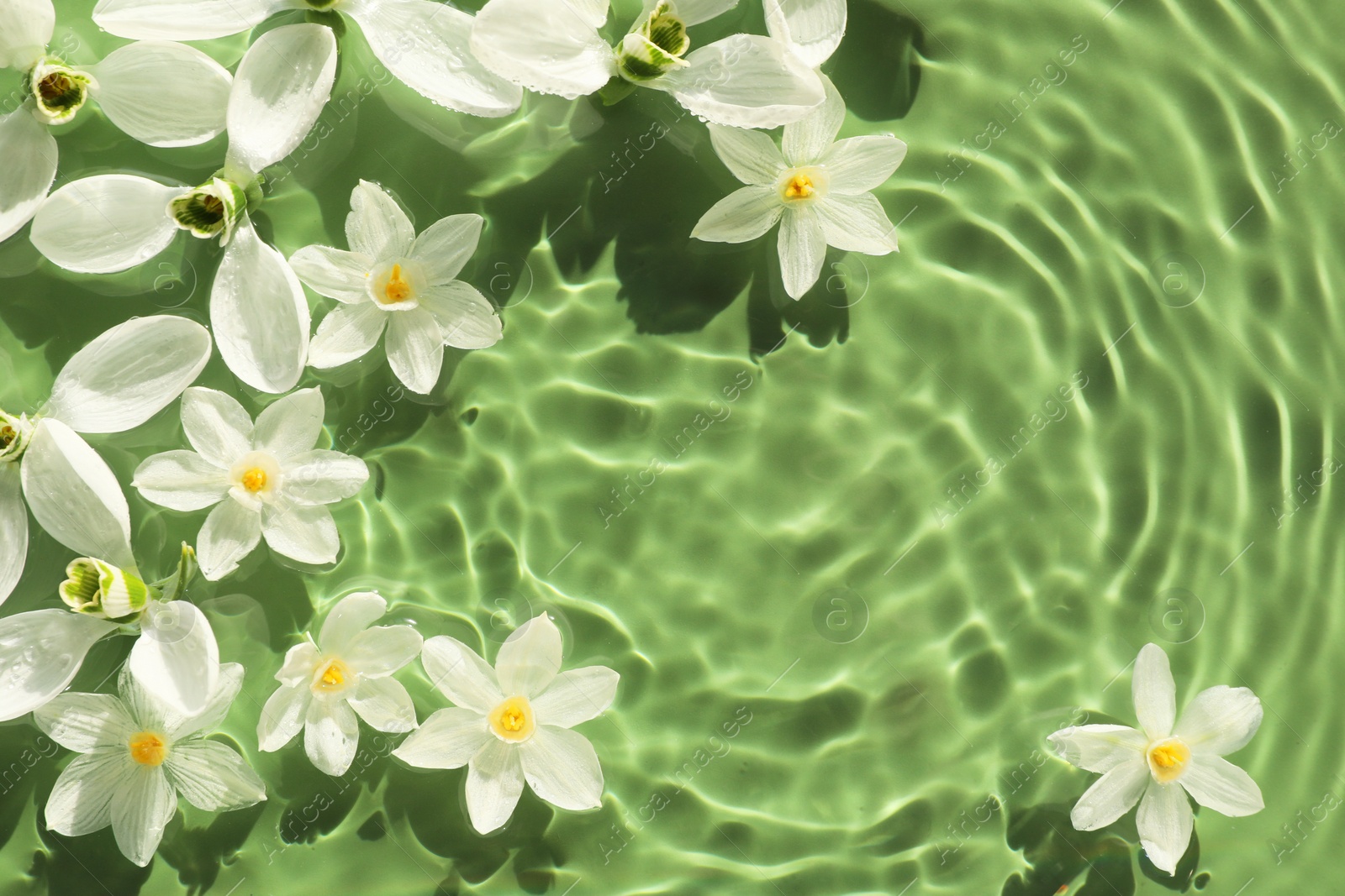 Photo of Beautiful flowers in water on green background, top view. Space for text