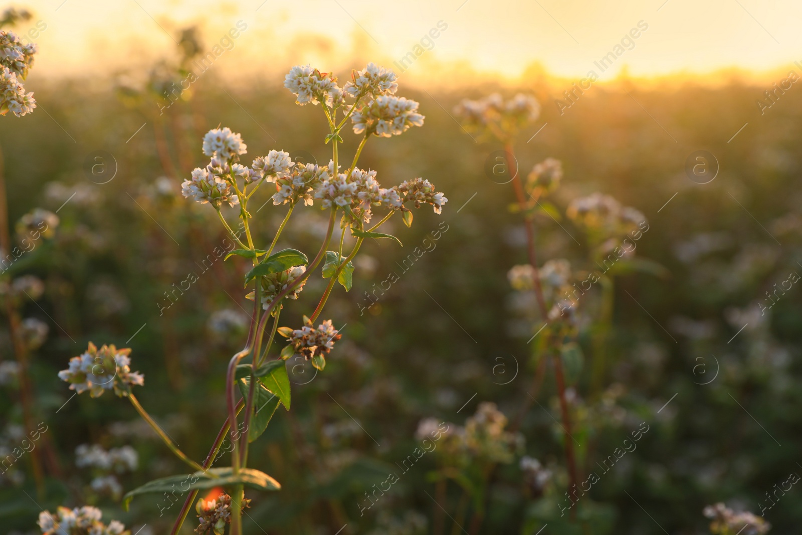 Photo of Many beautiful buckwheat flowers growing in field, closeup