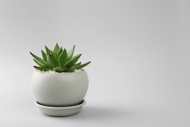 Beautiful succulent plant in pot on light background, space for text