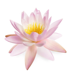 Image of Beautiful pink lotus flower isolated on white