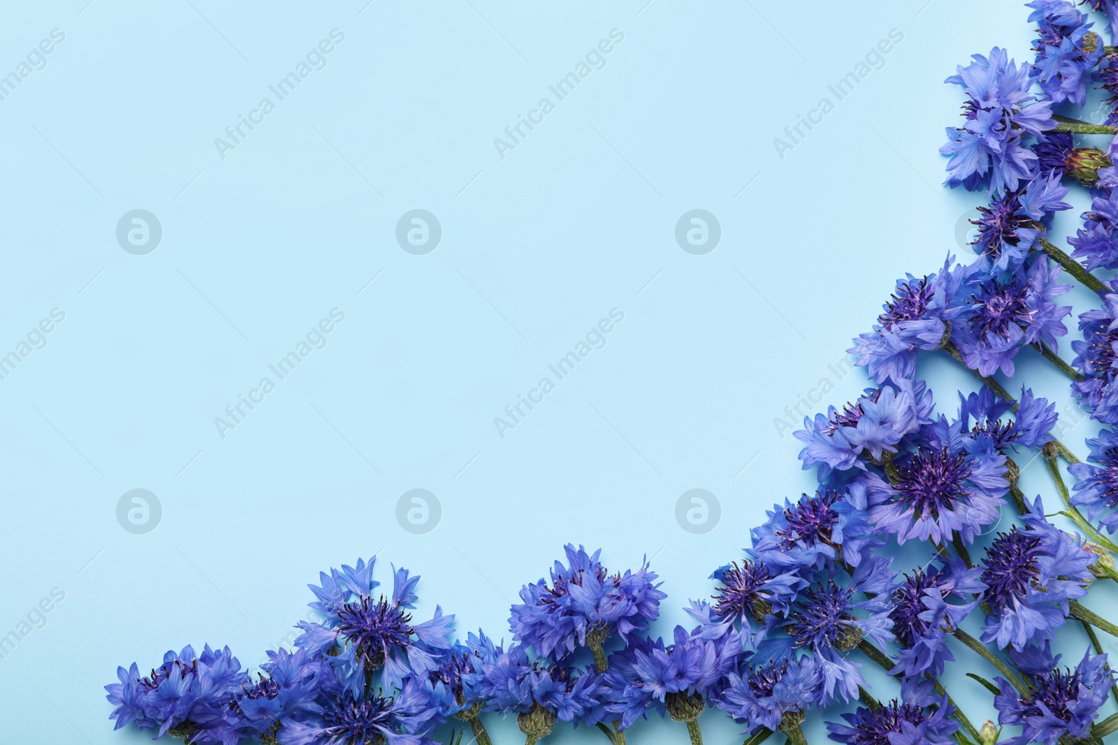 Photo of Beautiful cornflowers on turquoise background, flat lay. Space for text
