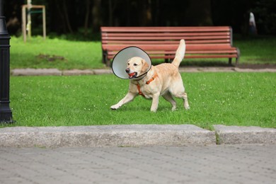 Photo of Adorable Labrador Retriever dog with Elizabethan collar and ball running outdoors