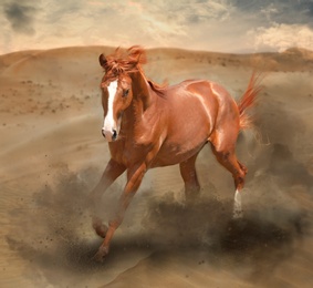 Beautiful horse kicking up dust while running through desert