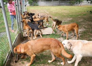 Photo of Female volunteers with homeless dogs at animal shelter outdoors