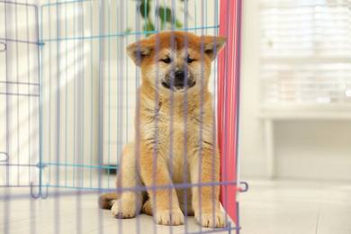 Cute Akita Inu puppy in playpen indoors. Baby animal