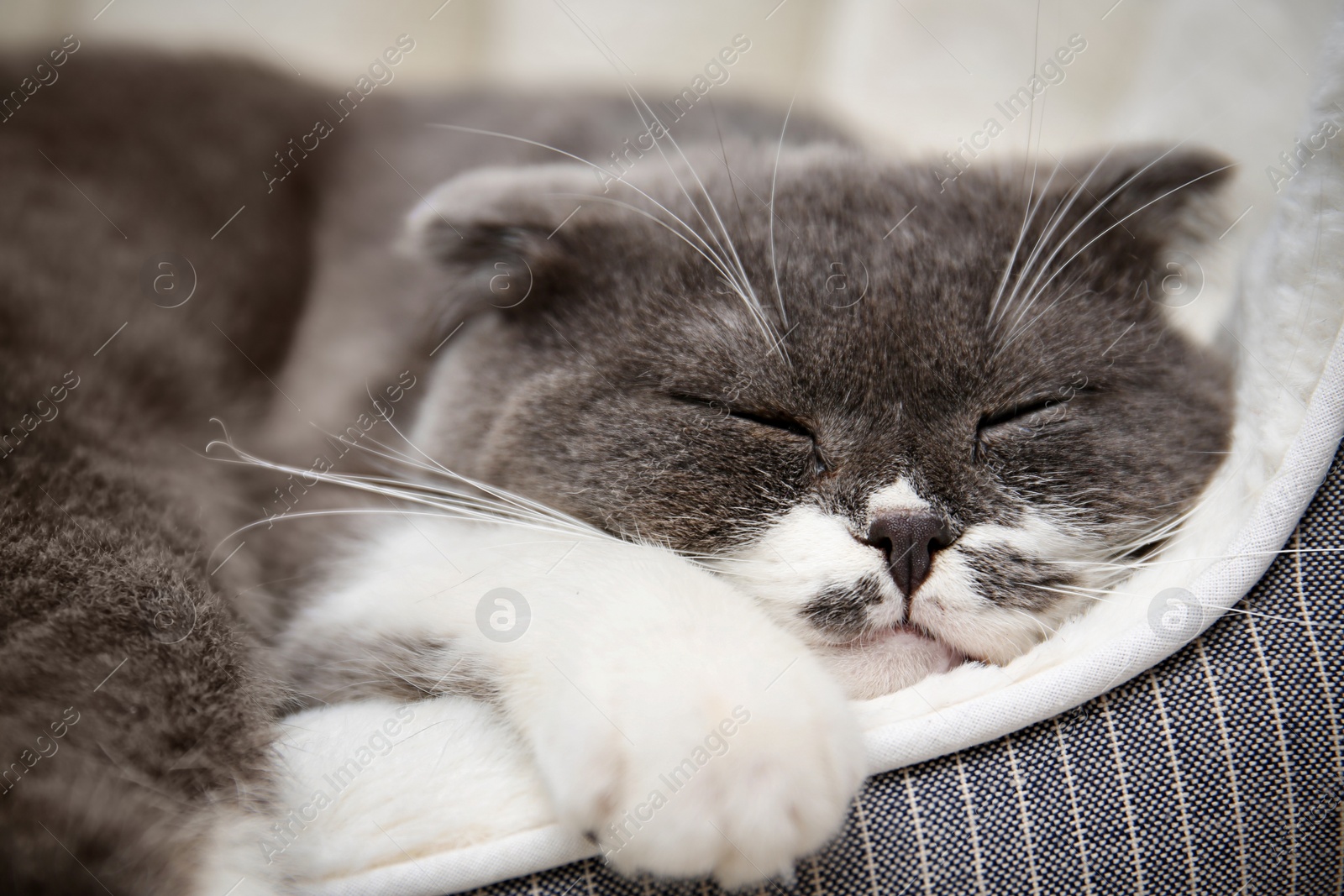 Photo of Cute cat resting on pet bed at home