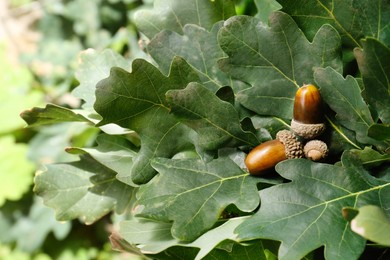 Oak branch with acorns and green leaves outdoors, closeup. Space for text