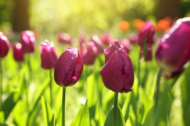 Photo of Beautiful purple tulips growing outdoors on sunny day, closeup