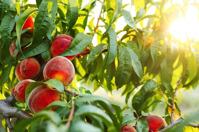 Photo of Fresh ripe peaches on tree in garden