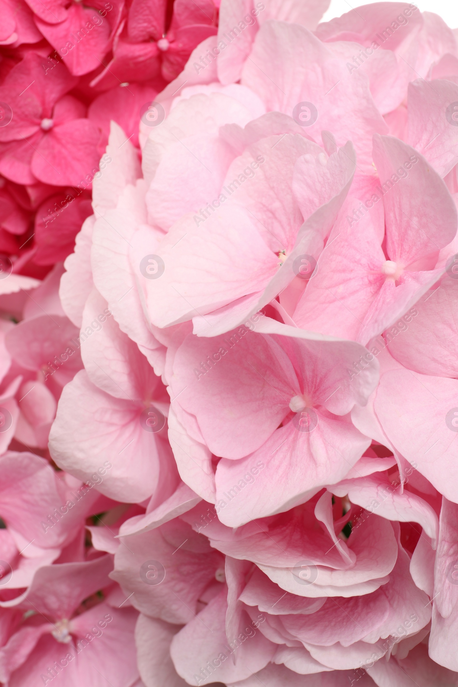 Photo of Beautiful pink hortensia flowers as background, closeup