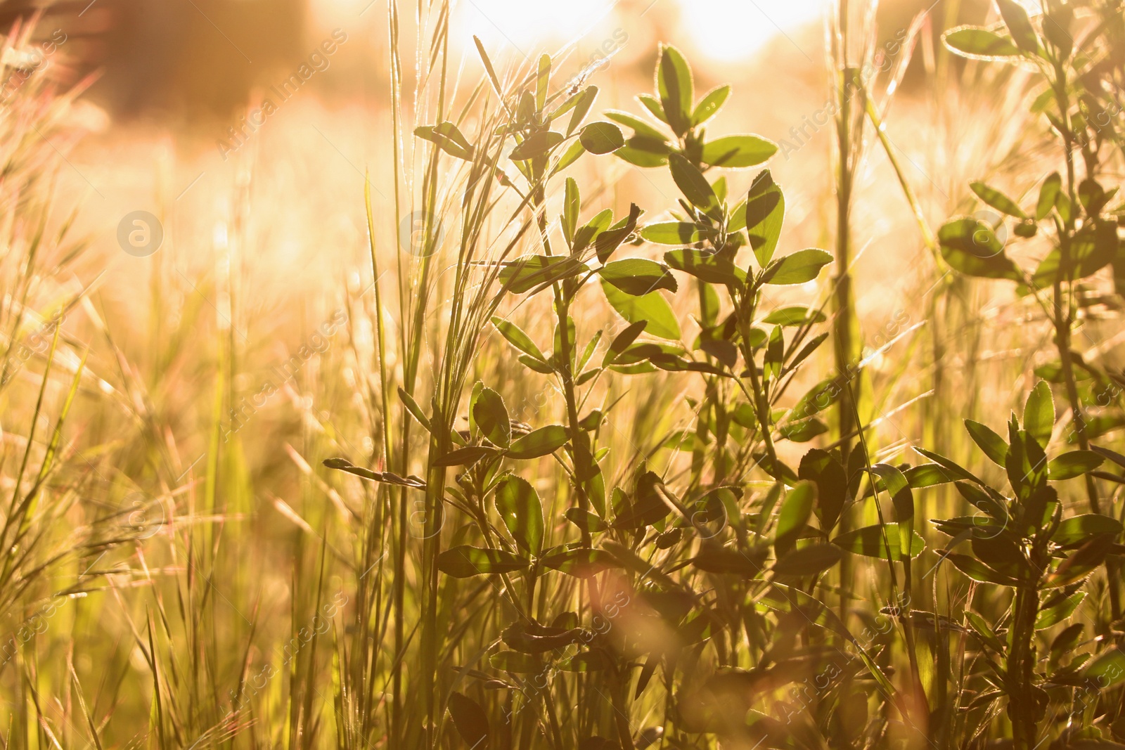 Photo of Lush grass and wild flowers in spring meadow