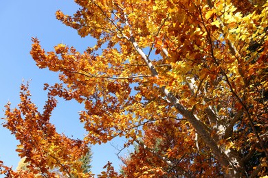 Tree with beautiful bright leaves under blue sky on sunny autumn day