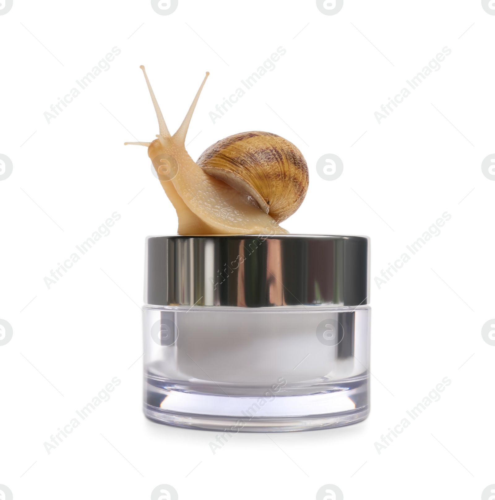 Photo of Snail and jar with cream isolated on white