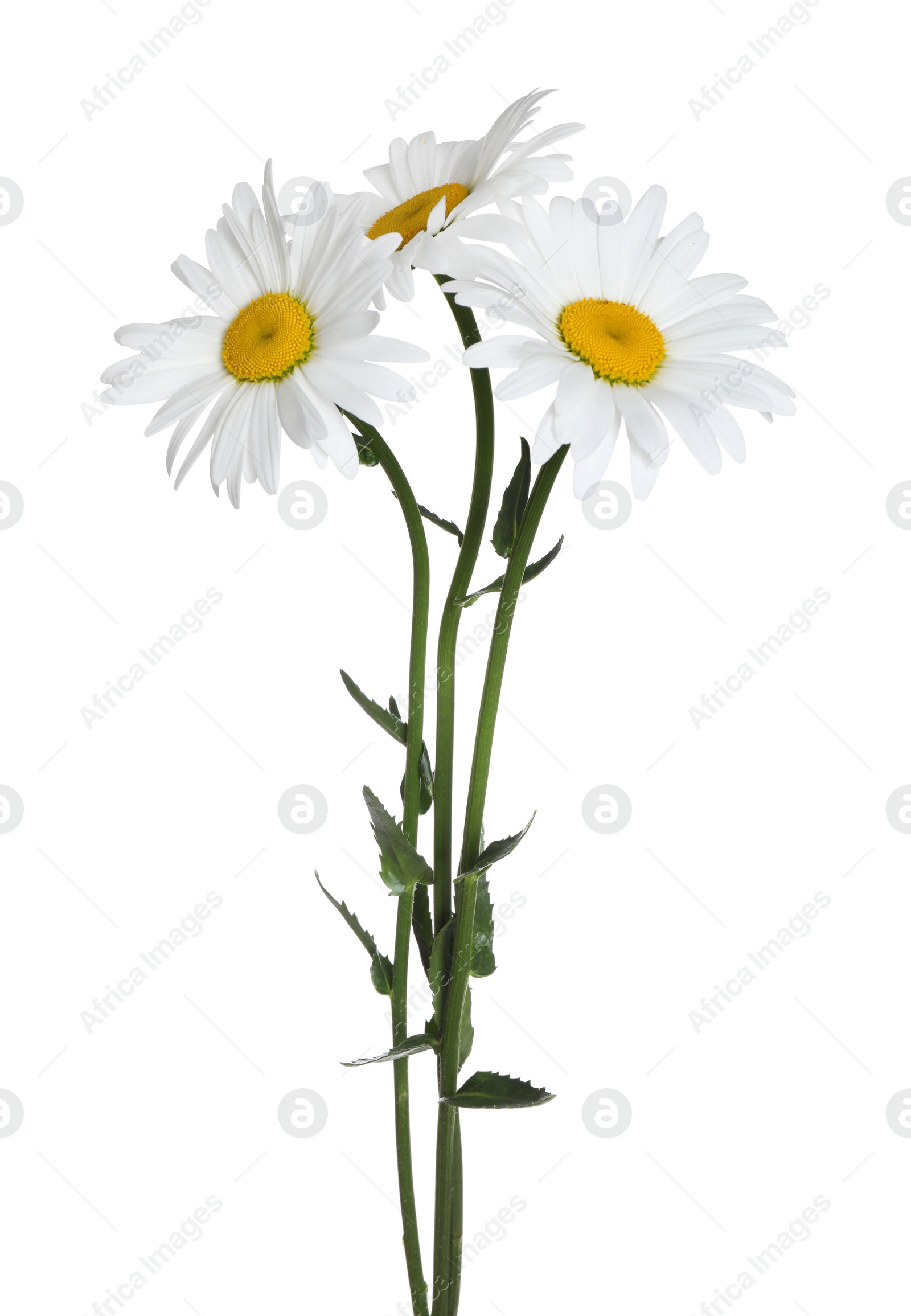 Photo of Bouquet of beautiful chamomile flowers on white background