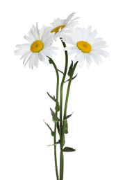 Photo of Bouquet of beautiful chamomile flowers on white background