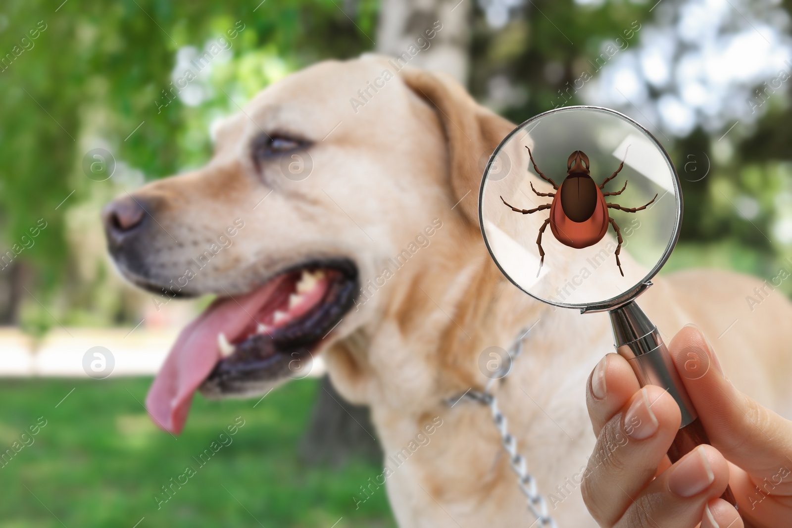 Image of Cute dog outdoors and woman showing tick with magnifying glass, selective focus. Illustration