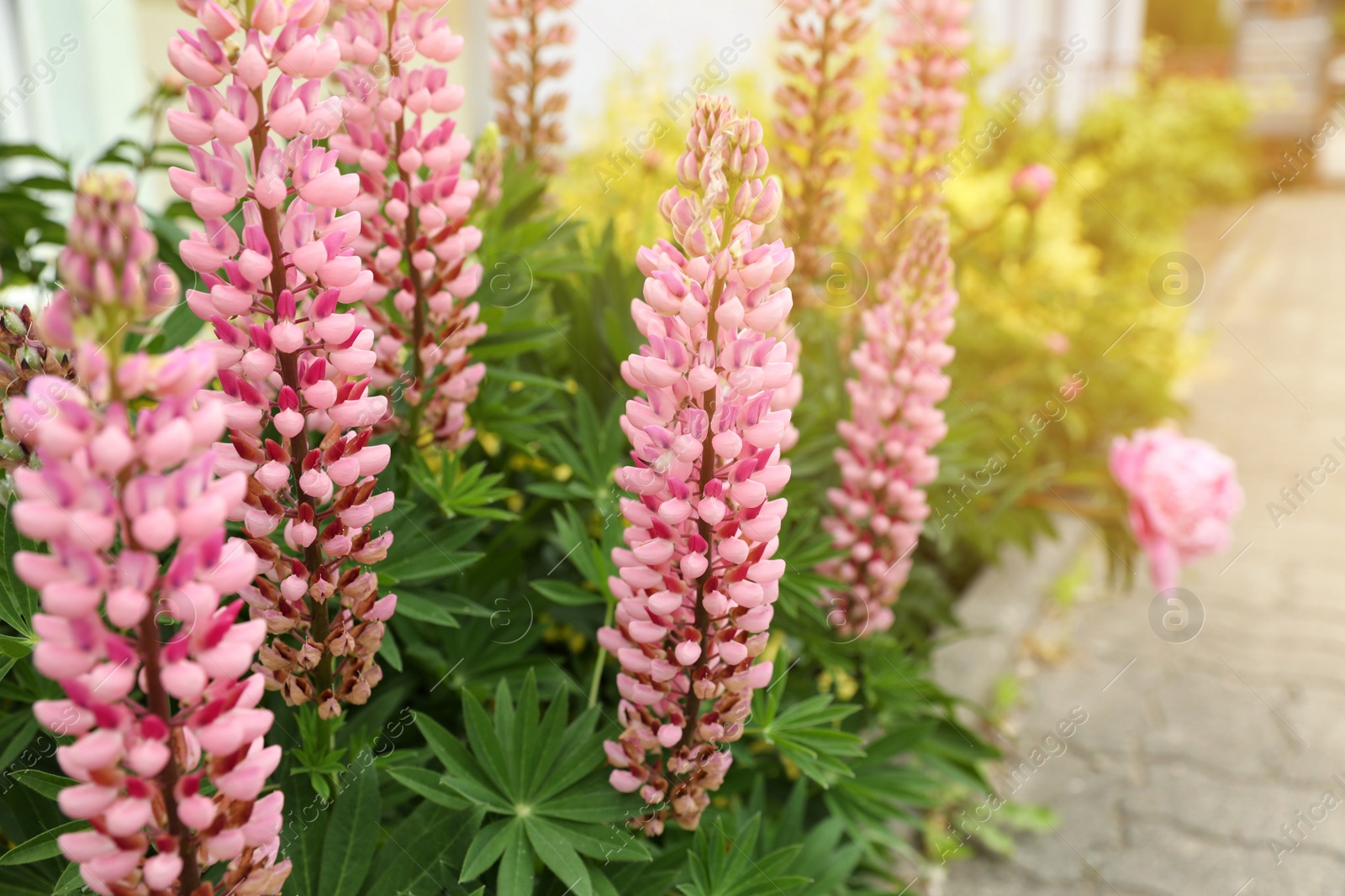 Photo of Beautiful pink lupine flowers in garden, closeup. Space for text