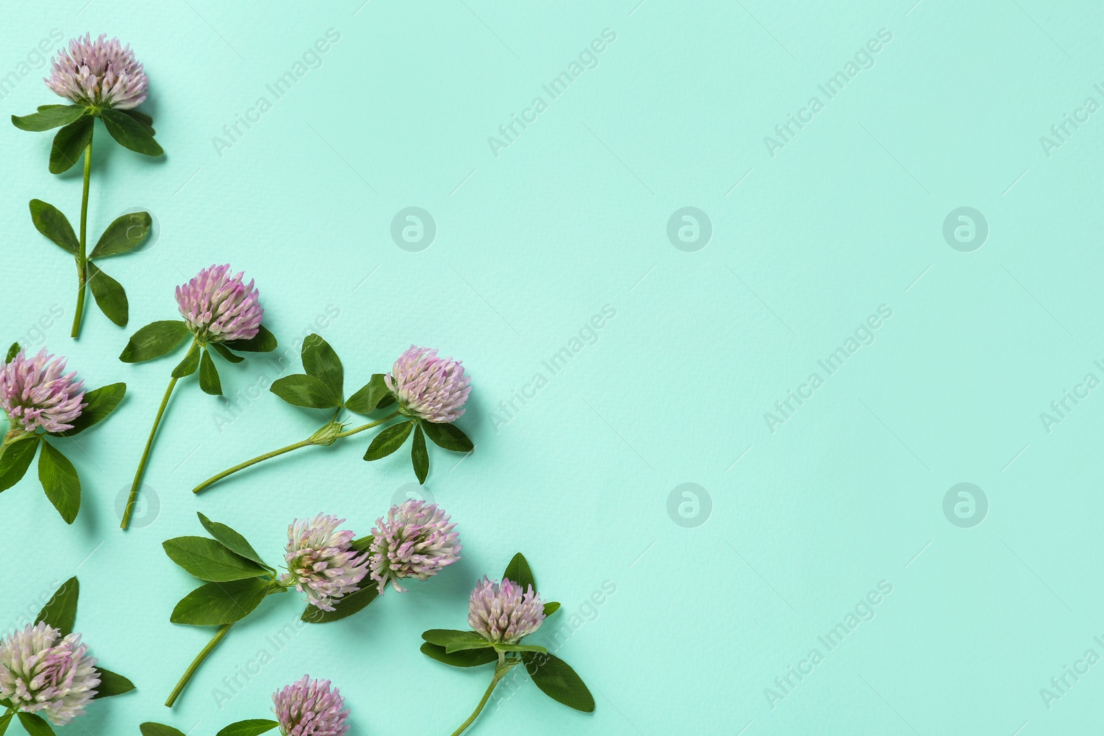 Photo of Beautiful clover flowers on turquoise background, flat lay. Space for text