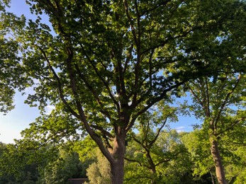 Beautiful green trees in park on sunny day