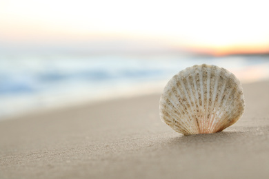 Photo of Beautiful seashell on sandy beach at sunrise, closeup. Space for text