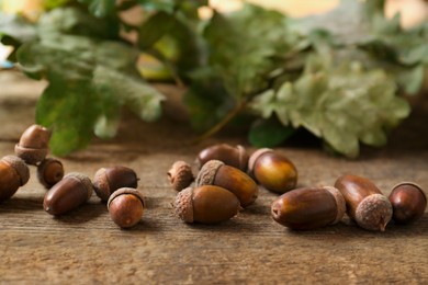 Photo of Acorns and green oak leaves on wooden table, closeup