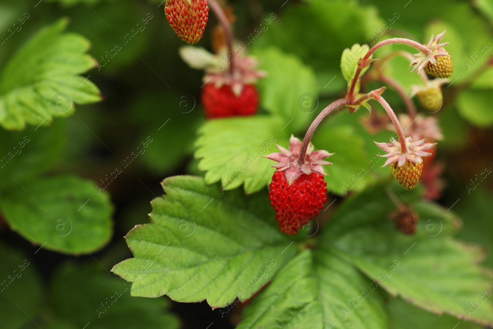 Photo of Small wild strawberries growing outdoors. Seasonal berries