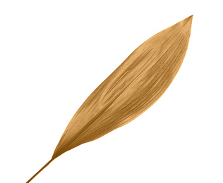 Beautiful golden tropical leaf on white background