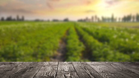 Empty wooden surface and blurred view of beautiful corn field. Space for text