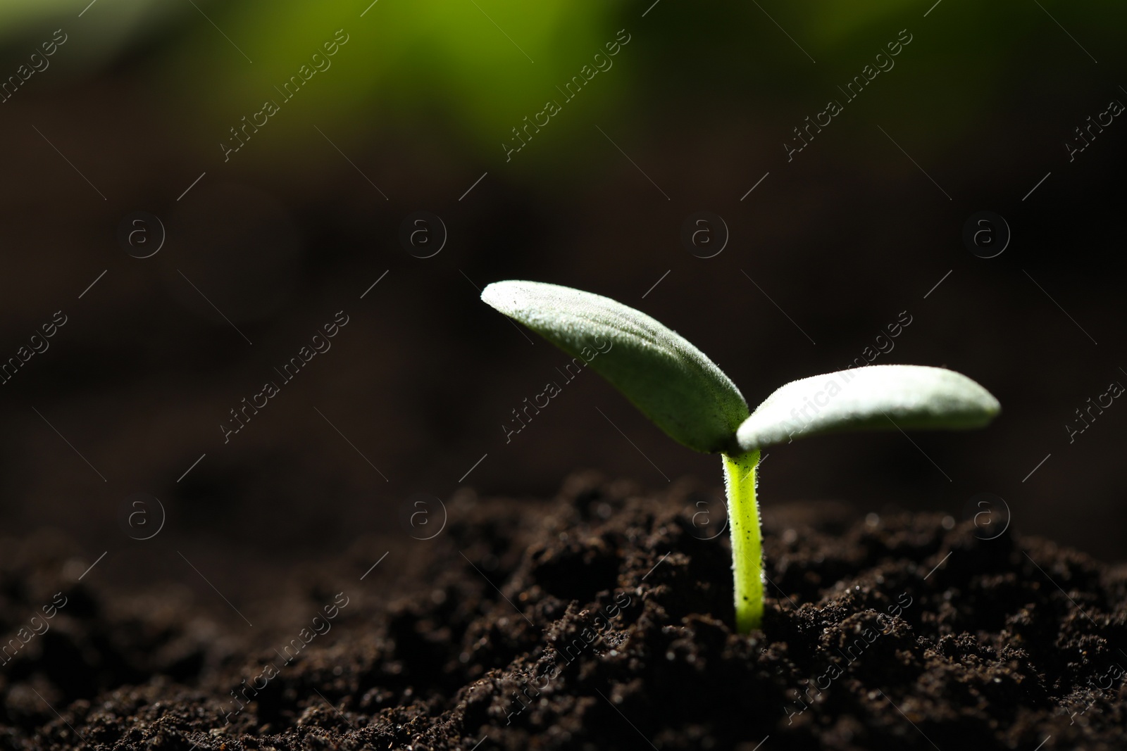 Photo of Young seedling growing in soil outdoors, closeup. Space for text