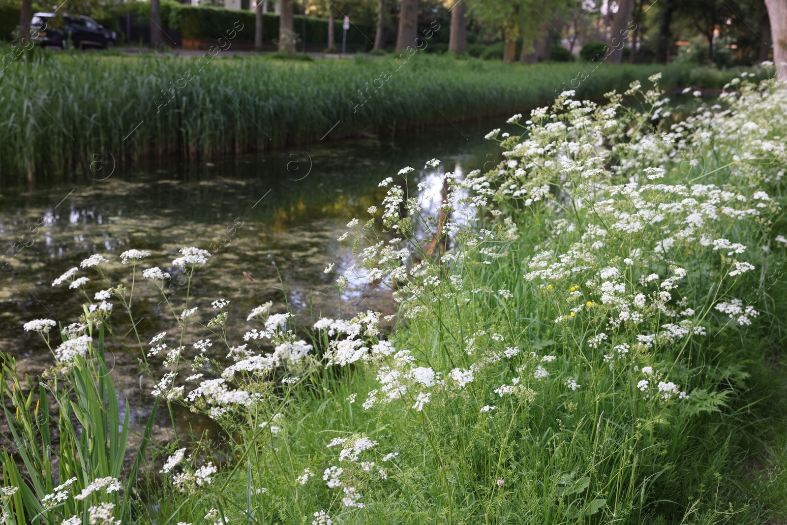 Photo of Beautiful view of wild flowers growing near channel outdoors