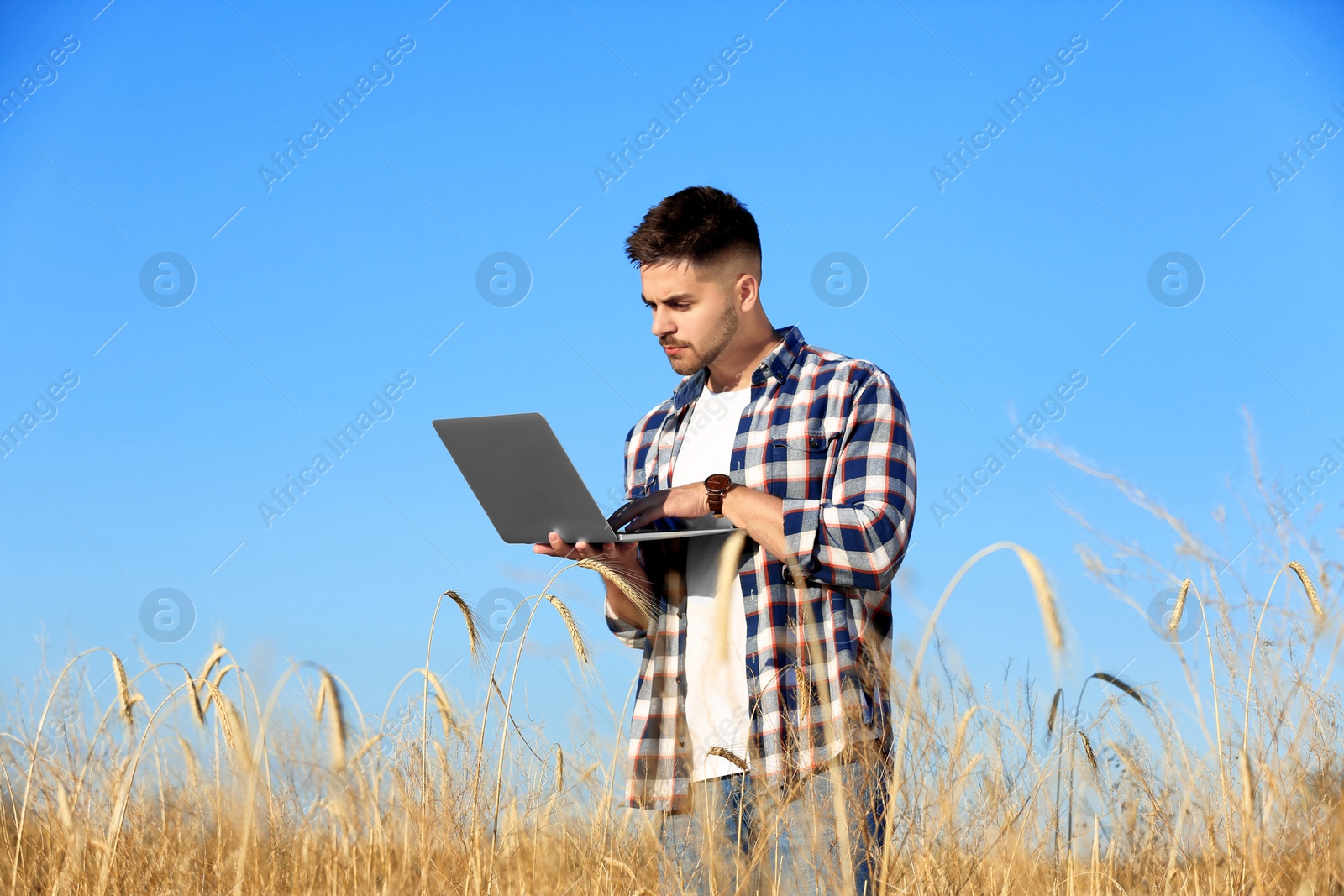 Photo of Agronomist with laptop in wheat field. Cereal grain crop