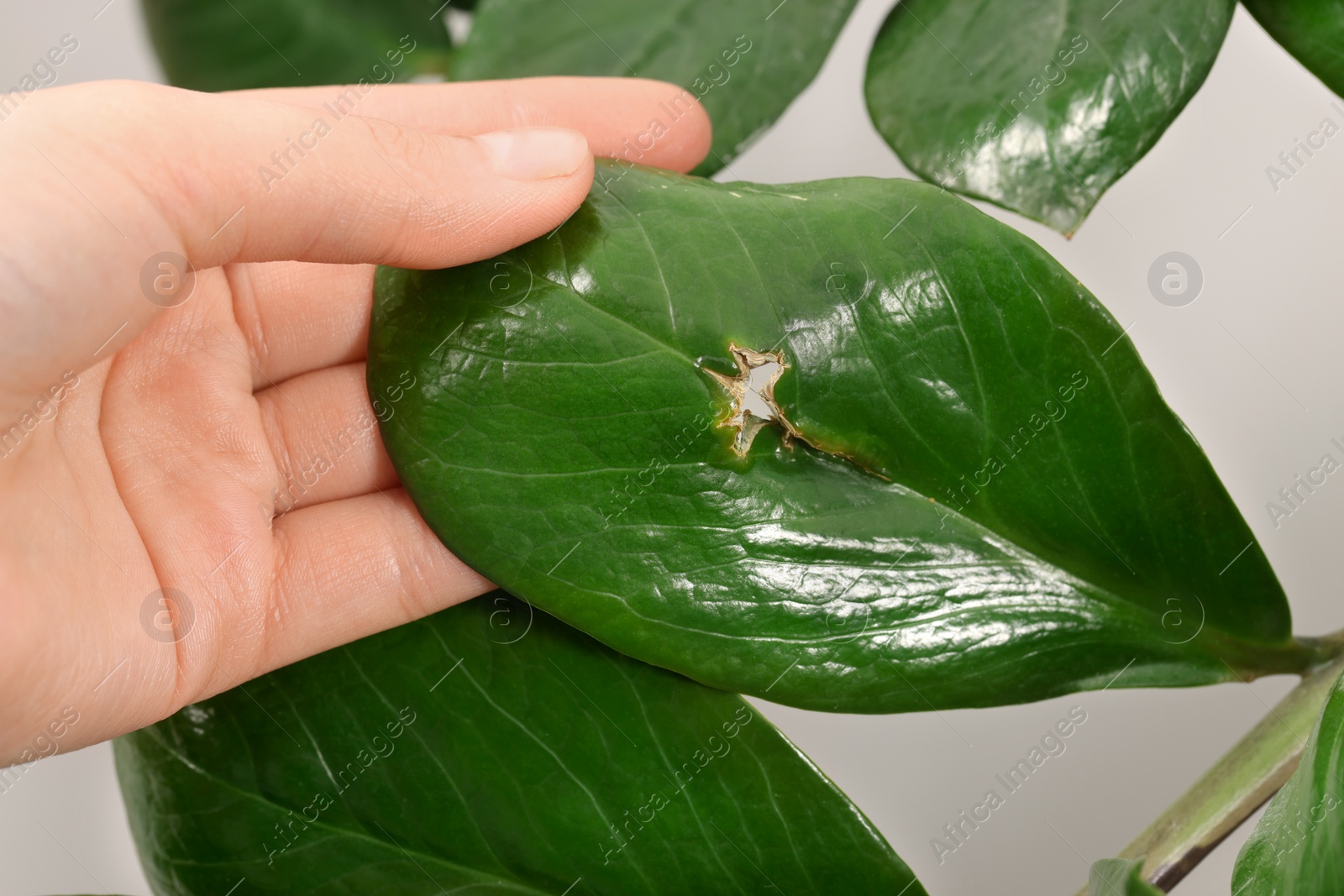 Photo of Woman touching houseplant with damaged leaf, closeup