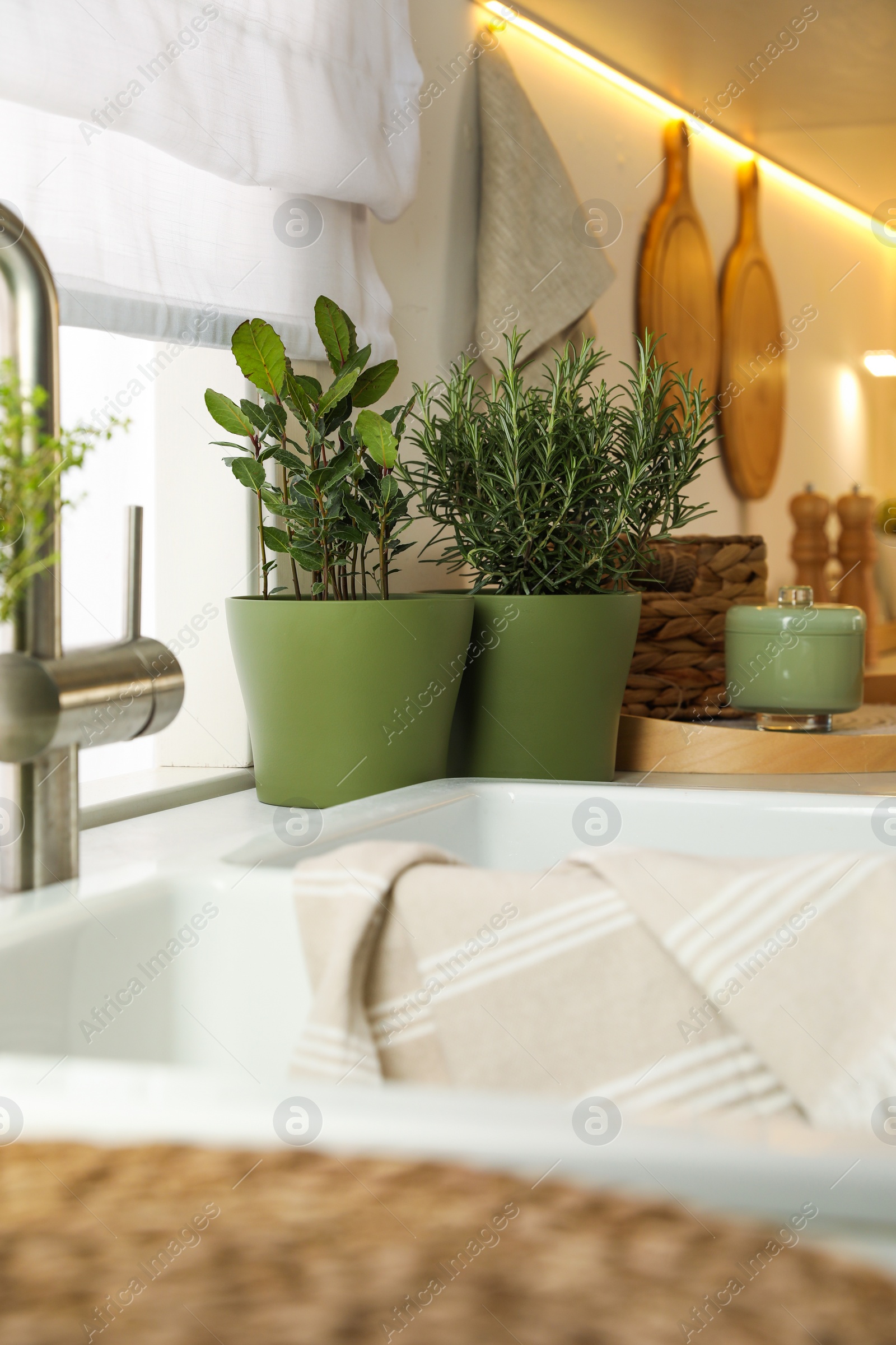 Photo of Different aromatic potted herbs on countertop in kitchen