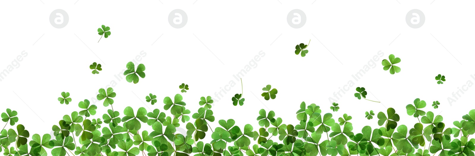 Image of Fresh green clover leaves on white background, banner design. St. Patrick's Day 