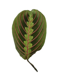 Photo of Leaf of tropical maranta plant on white background