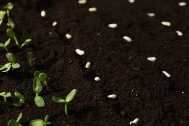 Photo of White beans in fertile soil. Vegetable seeds