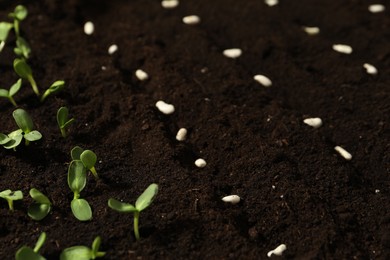 White beans in fertile soil. Vegetable seeds