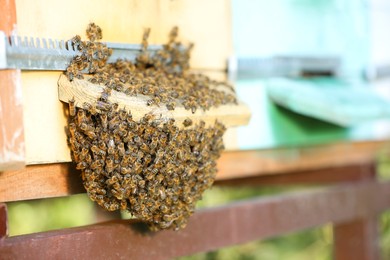 Photo of Many bees on wooden beehive at apiary outdoors, closeup. Space for text
